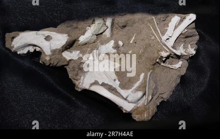 Protoceratops est un genre éteint de protoceratopsid ceratopsus dinosaure qui vivait à la fin du Crétacé, il y a environ 80 millions d'années (Campanien) Banque D'Images