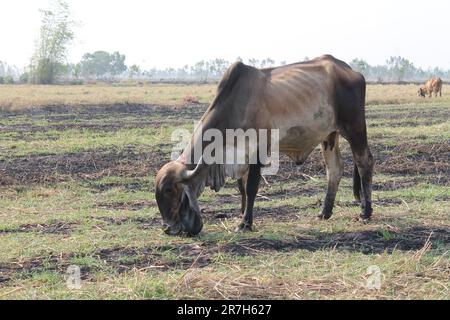 Les vaches mangent de l'herbe dans les champs en Thaïlande pendant la saison sèche. Banque D'Images