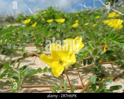 Caltrop fleurit sur la plage australienne (Tribulus terrestris L. ), plante de vigne australienne indigène, territoire du Nord nature. Banque D'Images