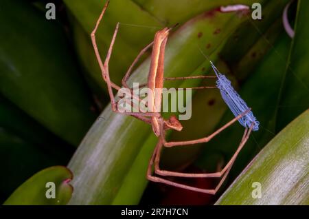 Araignée roufous Net-Casting, Deinopsis subrufa. Banque D'Images