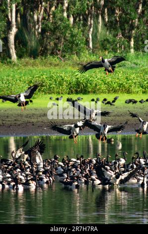 Magpie Geese, Hastie Swamp, Nth Queensland, Australie. Banque D'Images