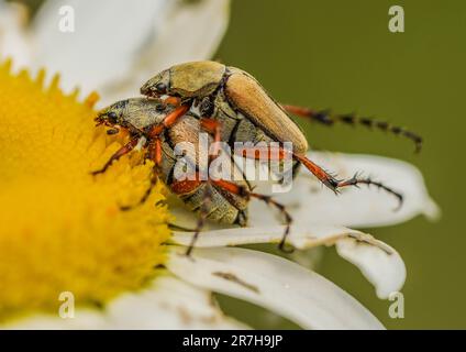 Une paire de coléoptères de coléoptère de la Rose Chafer sur Une fleur de pâquerette. Banque D'Images