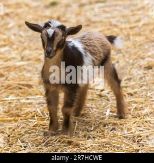 Enfant de chèvre debout dans un stylo animal Banque D'Images