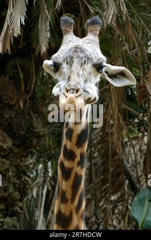 Los Angeles, Californie, Etats-Unis 14th juin 2023 Maasai Giraffe, Masai Giraffe au zoo de LA 14 juin 2023 à Los Angeles, Californie, Etats-Unis. Photo par Barry King/Alay stock photo Banque D'Images