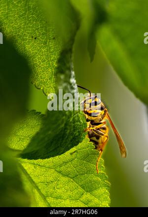 Wasp.ils restent souvent dans l'environnement humain, à la recherche de nourriture sur la sève des arbres, les restes de nourriture, les bonbons.quelle est la différence entre les guêpes, les abeilles et les frelons. Banque D'Images