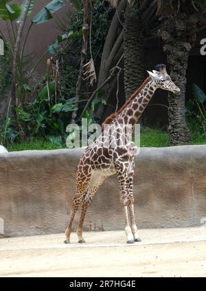 Los Angeles, Californie, Etats-Unis 14th juin 2023 Maasai Giraffe, Masai Giraffe au zoo de LA 14 juin 2023 à Los Angeles, Californie, Etats-Unis. Photo par Barry King/Alay stock photo Banque D'Images