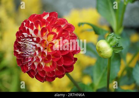 Gros plan de la fleur rouge vif et jaune Dahlia 'Arabian Night' Banque D'Images