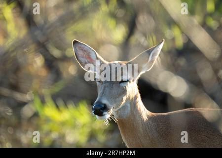 Key Deer dans l'habitat naturel du parc de l'État de Floride. Banque D'Images