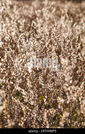 Arrière-plan flou avec fleurs séchées dans des tons bruns. Arrière-plan naturel discret et abstrait. Champ d'herbe sèche. Lunaria annua, avec disque ovale Banque D'Images