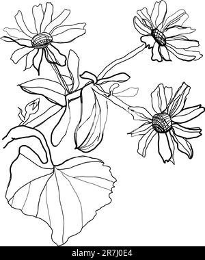 fleurs de camomille dessinant sur fond blanc Illustration de Vecteur