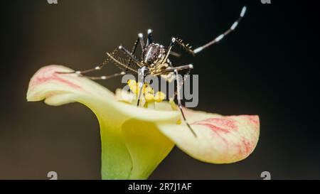 Moustiquaire perchée sur la fleur d'Euphorbia milii, foyer sélectif, Macro insecte. Banque D'Images