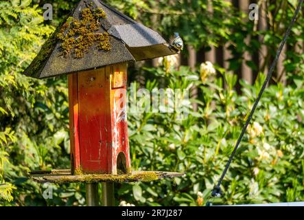 Animaux Bluetit oiseau Banque D'Images