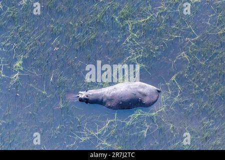 Photo aérienne d'un hippopotame partiellement immergé dans les zones humides du delta de l'Okavango au Botswana. Banque D'Images