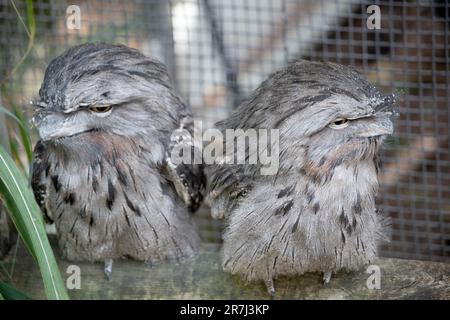 la bouche à grenouille tawny est tachetée de gris, de blanc, de noir et de ronfque – les motifs de plumes les aident à imiter les branches mortes des arbres. Leurs plumes sont douces, li Banque D'Images