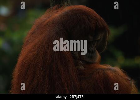 Timide orangutan assis sur une branche, gros plan image avec espace de copie pour le texte, photo de jungle Banque D'Images