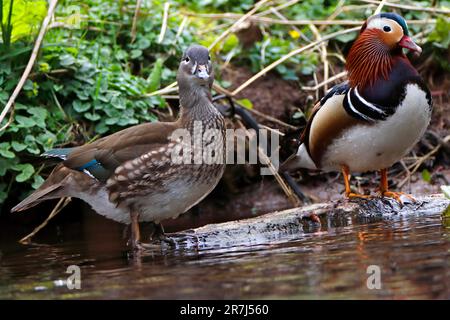 MANDARIN DUCK mâle et femelle debout ensemble, Royaume-Uni. Banque D'Images