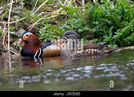 CANARD MANDARIN (Aix galericulata) homme et femme nageant ensemble, Royaume-Uni. Banque D'Images