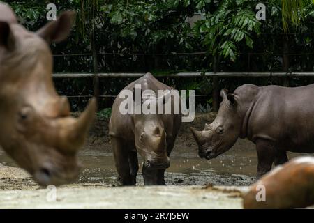 Gros plan d'un bébé rhinocéros blanc ou d'un rhinocéros à lèvres carrées Ceratotherium simum tout en jouant dans un parc de singapour. Photo de la nature avec la faune Banque D'Images