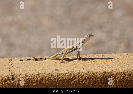 Lézard à queue de zèbre de l'Ouest - Callisaurus draconoides rhodostictus - dans le désert de l'Arizona Banque D'Images