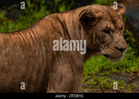 Lion Lioness couché en bas de la statue intense tout près brun African Bush Safari nature faune riche fond vert, fond Banque D'Images
