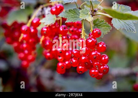 Un gros plan de baies de cassis accrochées à un arbre. Banque D'Images