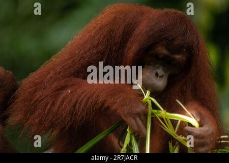 Jeune homme Orangutan Pongo pygmaeus occupé à manger des feuilles dans le Bornéo malaisien, copier l'espace pour le texte, fond de forêt Banque D'Images