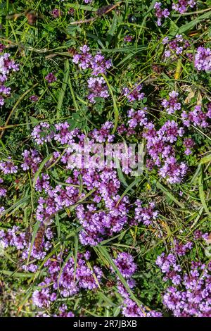 Thym sauvage poussant sur la prairie de craie à Sussex, un jour ensoleillé d'été Banque D'Images