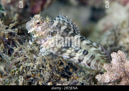 Jaileled Blenny, Salarias fasciatus, Candidasa, Bali, Indonésie Banque D'Images