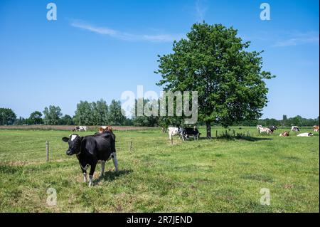 Vaches paissant dans les prairies verdoyantes contre le ciel bleu à la campagne flamande autour de Zele, Belgique Banque D'Images