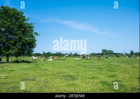 Vaches paissant dans les prairies verdoyantes contre le ciel bleu à la campagne flamande autour de Zele, Belgique Banque D'Images