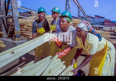 Afrique du Sud, Mpumalanga. Les femmes employées de 'Global Forest', l'industrie du bois. Banque D'Images