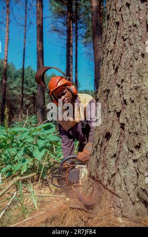 Afrique du Sud, Mpumalanga. Le bûcheron de l'industrie du bois « Global Forest » coupe l'arbre avec une tronçonneuse dans la forêt de production. Banque D'Images