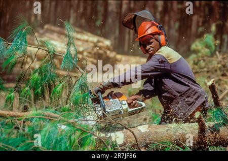 Afrique du Sud, Mpumalanga. Le bûcheron de l'industrie du bois « Global Forest » coupe l'arbre avec une tronçonneuse dans la forêt de production. Banque D'Images