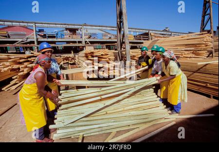 Afrique du Sud, Mpumalanga. Les femmes employées de 'Global Forest', l'industrie du bois. Banque D'Images