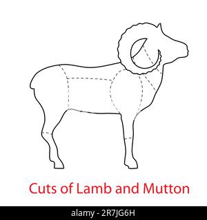 Coupes de Lamb et de mouton.diagramme de motif Illustration de Vecteur