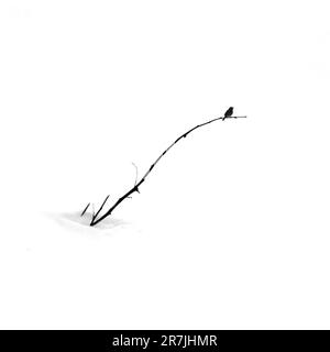 La photographie minimaliste est une esthétique d’omission et de solitude qui exprime l’énigme de notre monde. Banque D'Images