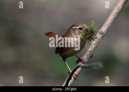 Wren Troglodytes x2, petit oiseau brun rougeâtre a habituellement une queue courte et finement barrée de bec fin bande pâle sur les yeux, matériel de nidification Banque D'Images