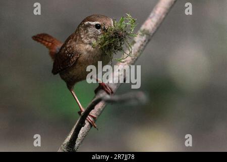 Wren Troglodytes x2, petit oiseau brun rougeâtre a habituellement une queue courte et finement barrée de bec fin bande pâle sur les yeux, matériel de nidification Banque D'Images