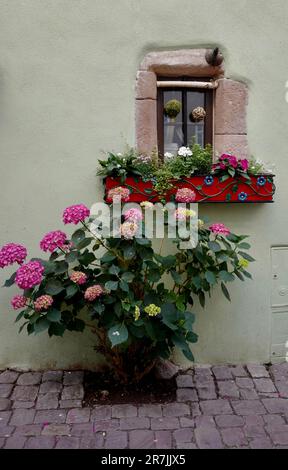 Fenêtre avec conteneur de fleurs sur une maison historique à Riquewihr en Alsace Banque D'Images