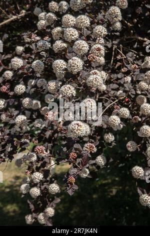 Physocarpus opulifolius 'Diabolo' photo: Bo Arrhed Banque D'Images