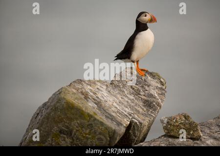 Atlantic Puffins (Fratercula arctica), la principale attraction de l'île Eastern Egg Rock, Maine. Banque D'Images