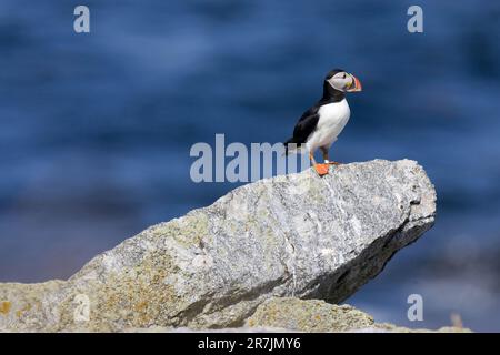 Atlantic Puffins, Fratercula arctica, la principale attraction de l'île Eastern Egg Rock, Maine. Banque D'Images