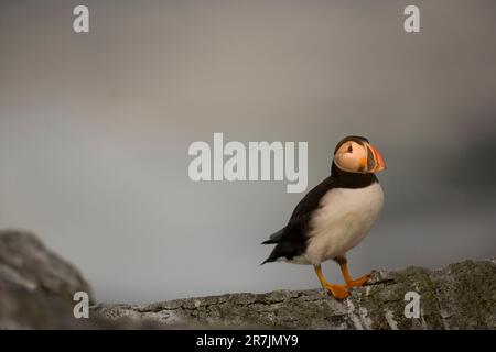 Atlantic Puffins, Fratercula arctica, la principale attraction de l'île Eastern Egg Rock, Maine. Banque D'Images