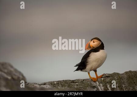 Atlantic Puffins, Fratercula arctica, la principale attraction de l'île Eastern Egg Rock, Maine. Banque D'Images