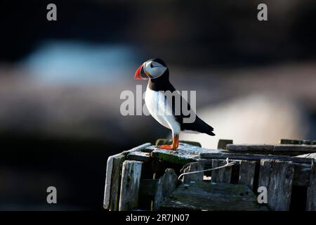 Atlantic Puffins, Fratercula arctica, la principale attraction de l'île Eastern Egg Rock, Maine. Banque D'Images