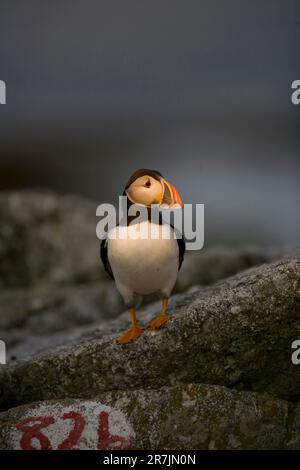 Atlantic Puffins, Fratercula arctica, la principale attraction de l'île Eastern Egg Rock, Maine. Banque D'Images