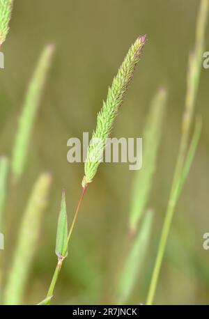 Queue de chat à tige violette - Phleum phléoides Banque D'Images