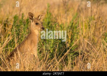 Une jeune femelle de Kangaroo gris oriental mangeant des pousses d'herbe verte trouvé parmi des selles brunes de l'herbe longue. Macropus giganteus Bundaberg Queensland Aust Banque D'Images