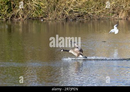 La Bernache du Canada débarque dans le lac au parc Danson Banque D'Images