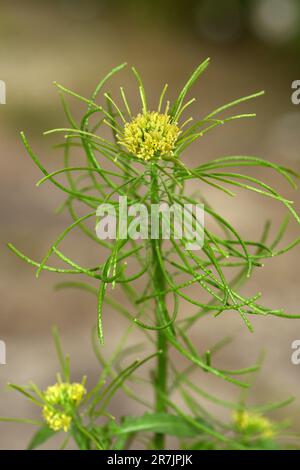 Fusée de Londres - Sisymbrium irio Banque D'Images